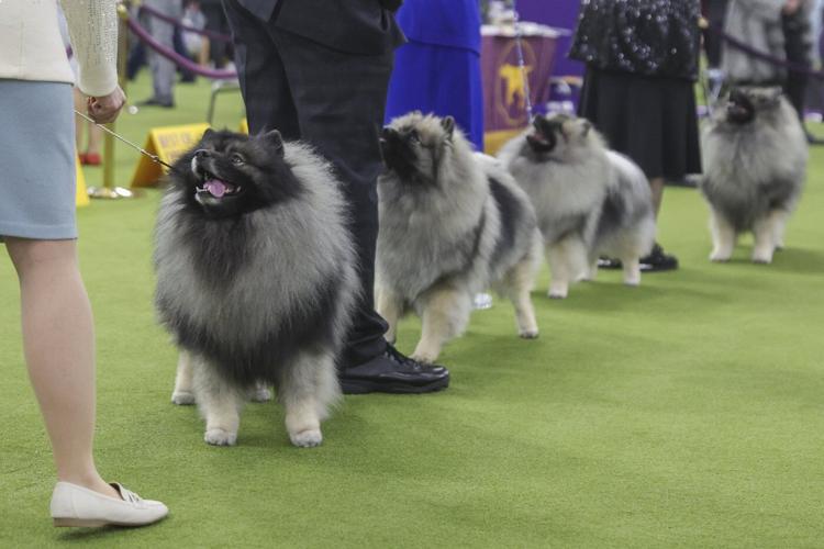 What the Westminster show dogs' names mean