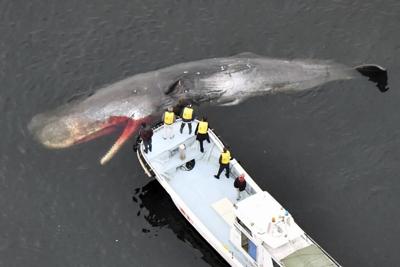 A stray whale's death in a Japanese bay raises questions about the cause and the cost of disposal