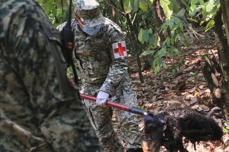 It's so hot in Mexico that howler monkeys are falling dead from the trees