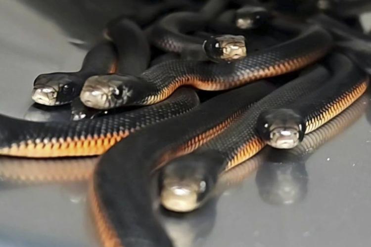 The number of snakes removed from this Australian yard will make you shudder