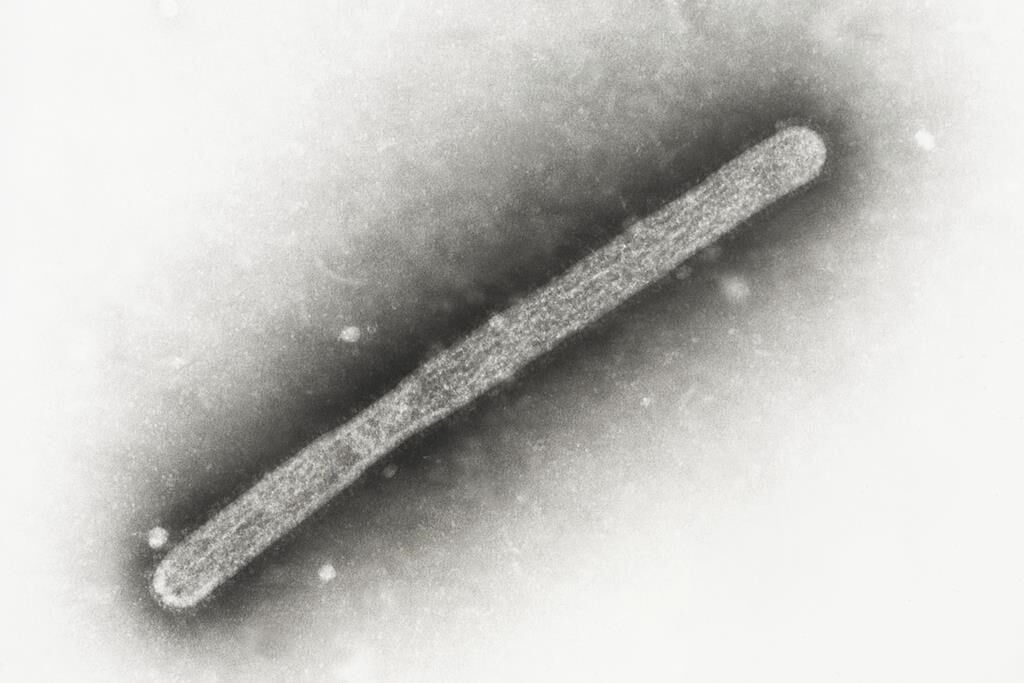 H5N1: Separating Fact from Fiction - Don't Panic Yet!