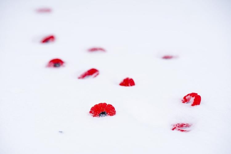 Armed forces and veterans gather for Remembrance Day in Montreal