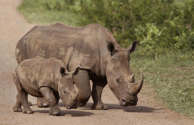 South African breeder is accused of $14 million rhino horn smuggling ring