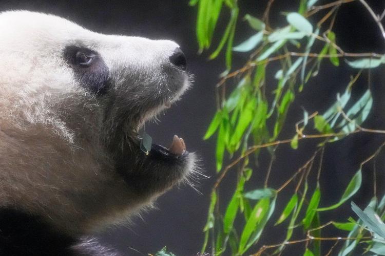 Thousands flock to a Tokyo zoo to see the last 2 pandas in Japan before their return to China