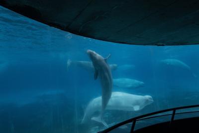 Ontario's main party leaders pledge to help whales at Marineland