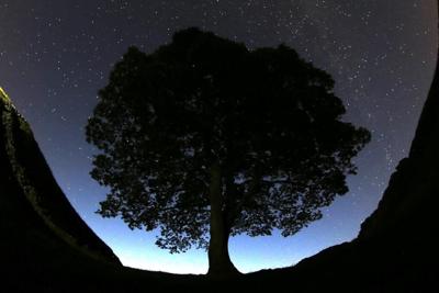2 men arrested in an investigation into a famous tree that was felled near Hadrian's Wall in England