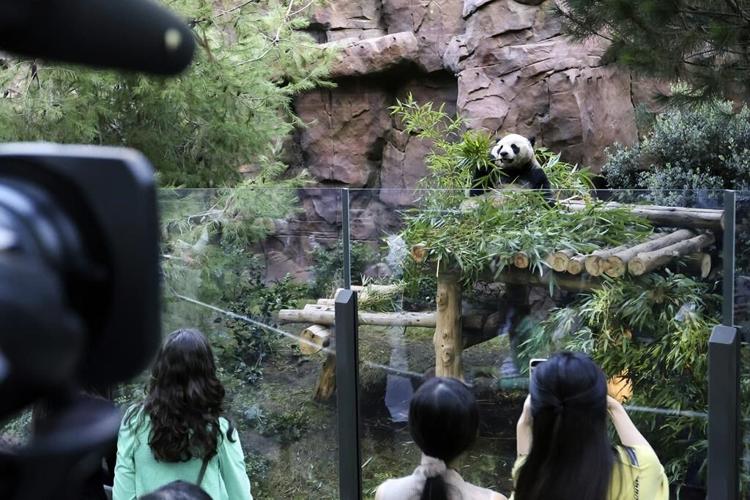What's black and white and fuzzy all over? It's 2 giant pandas, debuting at San Diego Zoo