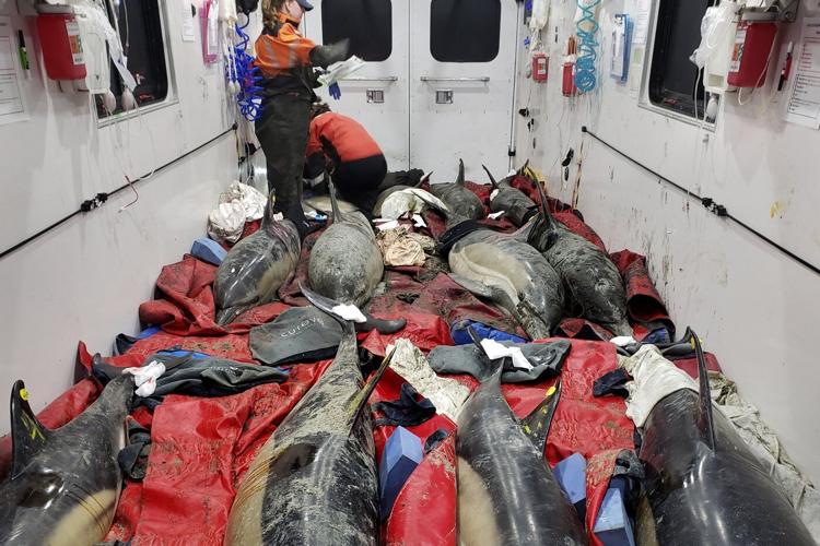 Historically bad year for dolphin strandings on Cape Cod has scientists looking for answers