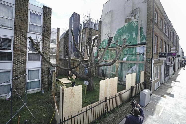 Banksy tree mural that sprouted in London is fenced off after apparent vandalism
