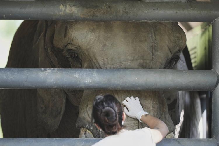 Pupy the elephant arrives at a Brazil sanctuary after 30 years in Argentine zoo