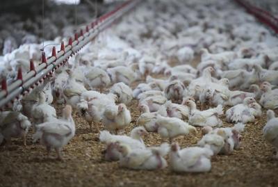 Fear of avian flu descends on B.C. farms as millions of chickens are killed