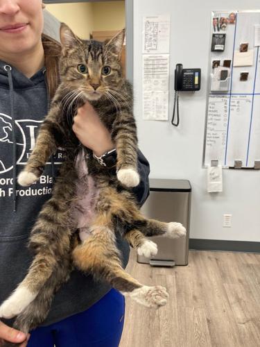 Edmonton cat born with six legs on the mend after surgery