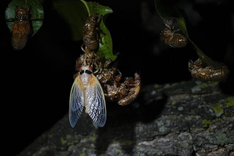 Illinois is hit with cicada chaos. This is what it's like to see, hear and feel billions of bugs