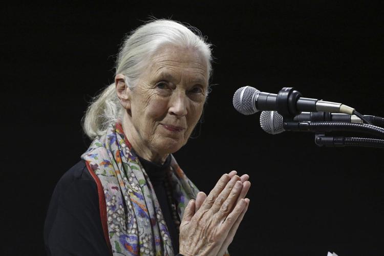 Jane Goodall, the celebrated primatologist and conservationist, has died