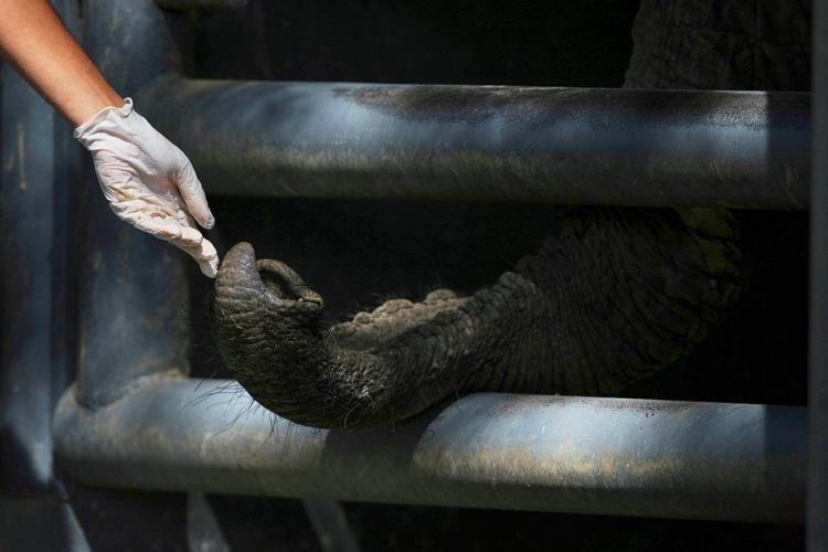 Pupy the elephant arrives at a Brazil sanctuary after 30 years in Argentine zoo