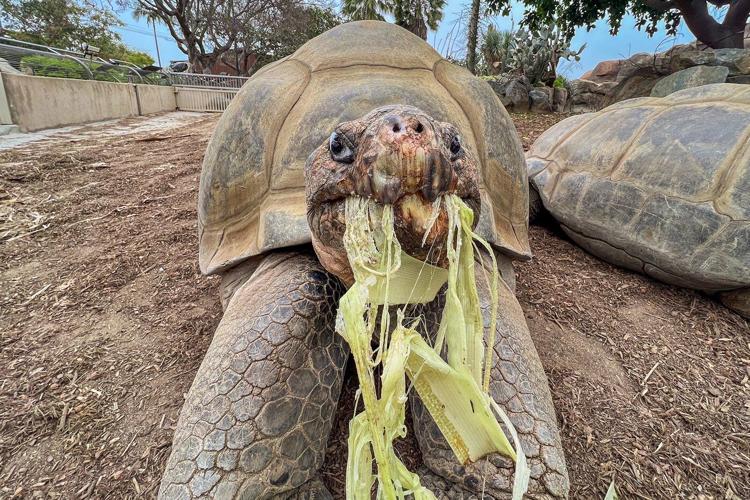Gramma the Galápagos tortoise, oldest resident of San Diego Zoo, dies at about 141