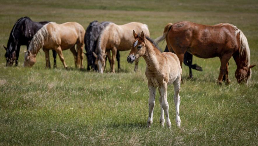 'Bred to buck': Stampede Ranch responsible for generations of bucking horses