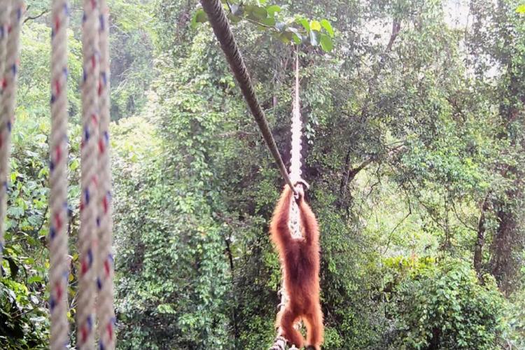 Camera trap shows Sumatra orangutan using a canopy bridge to cross a public road in Indonesia