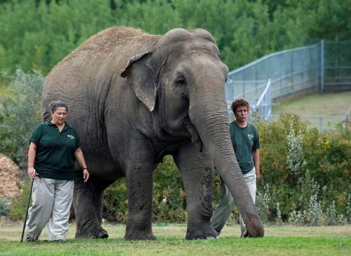 Edmonton zoo says 47-year-old Asian elephant Lucy is too sick to be moved