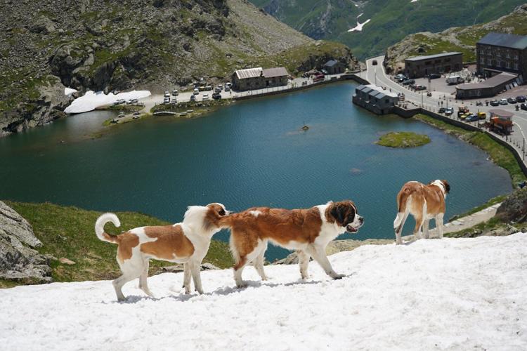 St. Bernard dogs honored in a museum that bridges the breed's history with its future