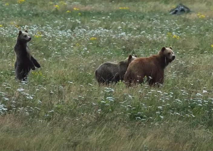 Des oursons grizzlis vus pour la première fois sur l’île de Vancouver