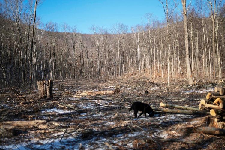 Groups take opposite stands on Green Mountain National Forest logging in Vermont