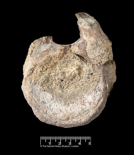 A rare dinosaur fossil from Antarctica is found tucked away in a drawer