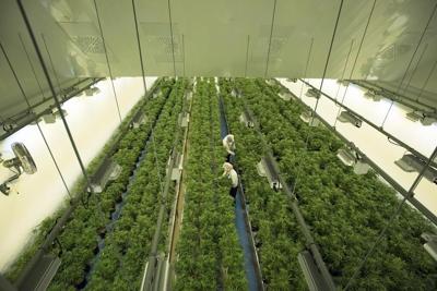 Canopy Growth vend une installation en Californie et change d'auditeur