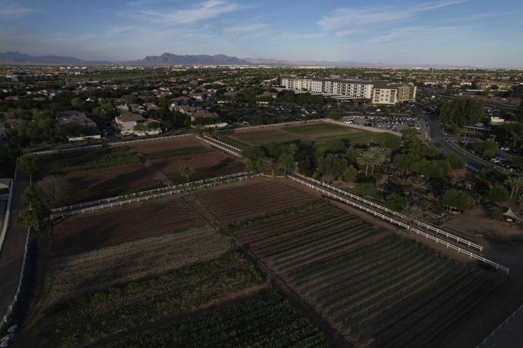 A little bit of farm, a little bit of suburbia: That's the recipe for Agritopia