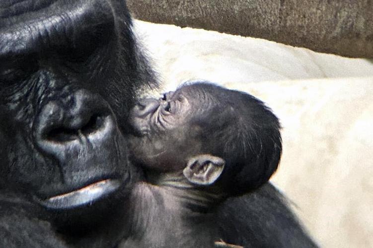 Baby gorilla is born at Detroit Zoo, the first in its 96-year history