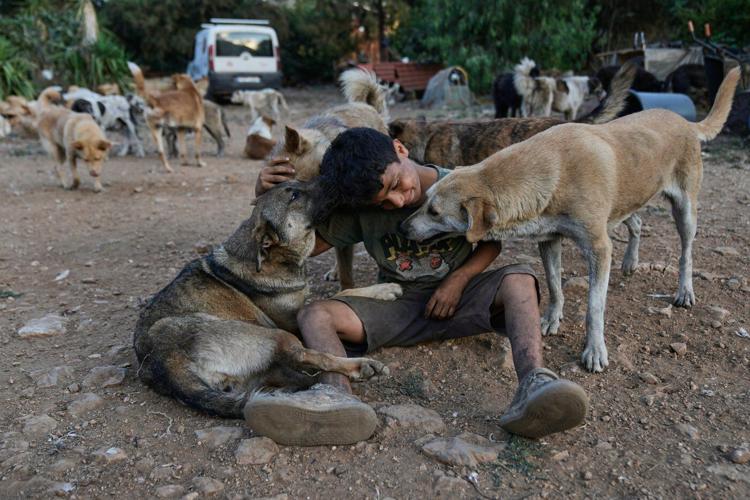 Photos of pets and farm animals rescued from the war in southern Lebanon