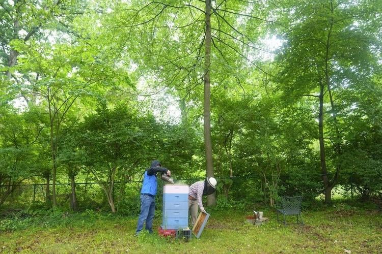 Nearly half of US honeybee colonies died last year. Struggling beekeepers stabilize population