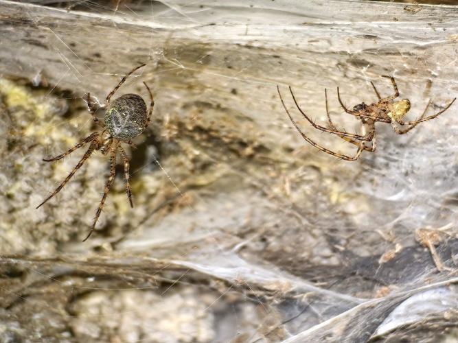 Arachnid super-web reveals the surprising 'constant party' life of cohabiting spiders