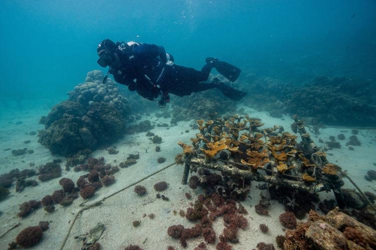 As reefs vanish, assisted coral fertilization offers hope in the Dominican Republic