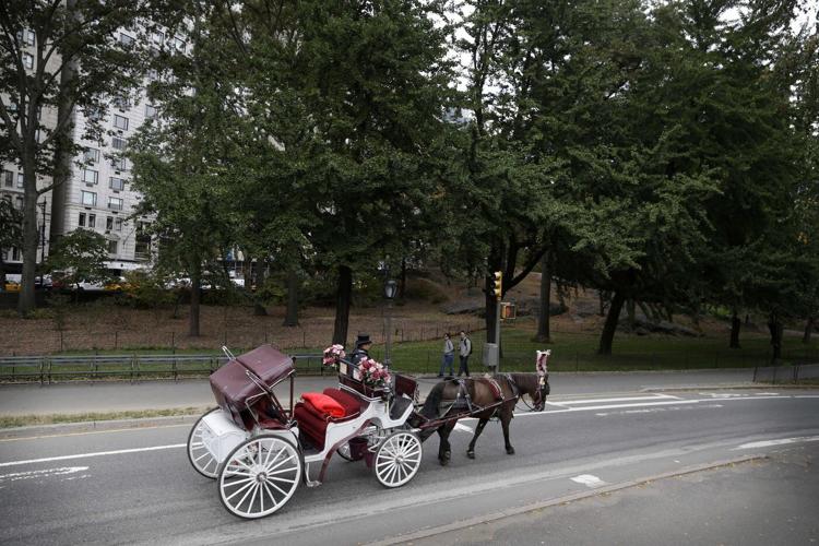 New York carriage driver acquitted of overworking horse that collapsed