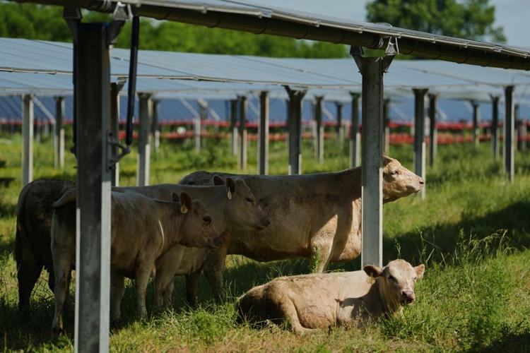 Solar ranch in Tennessee aims to prove grazing cattle under the panels is a farmland win-win