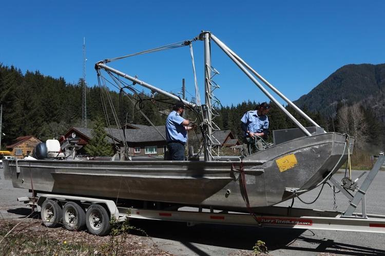 Trapped B.C. orca calf seen taking '40 pounds of seal' from First Nation members