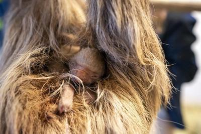 Florida zoo welcomes furry baby Hoffman's two-toed sloth