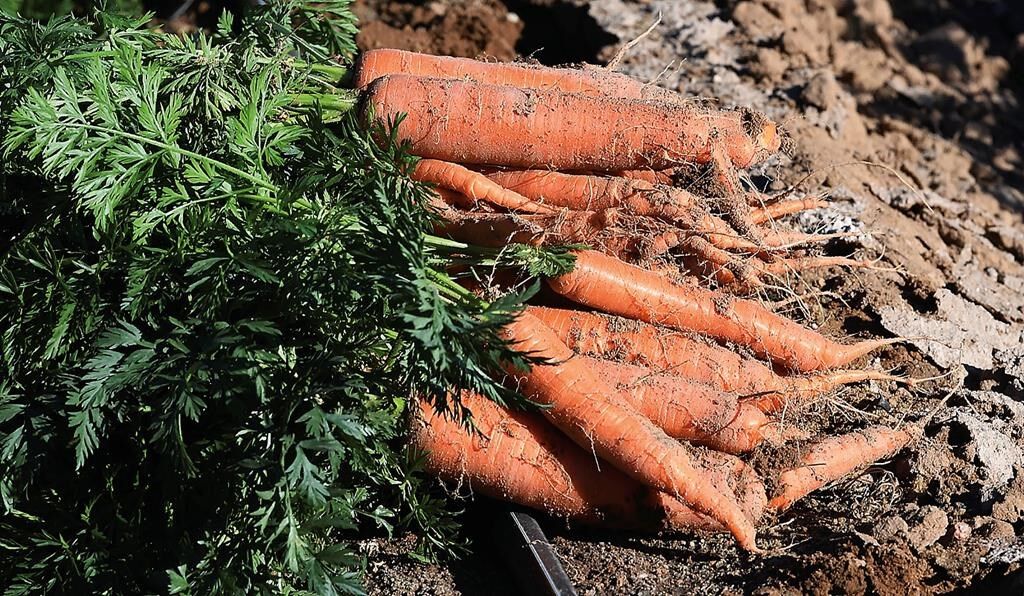 Carrot Products Recalled In Canada, U.S., Over E. Coli Concerns ...