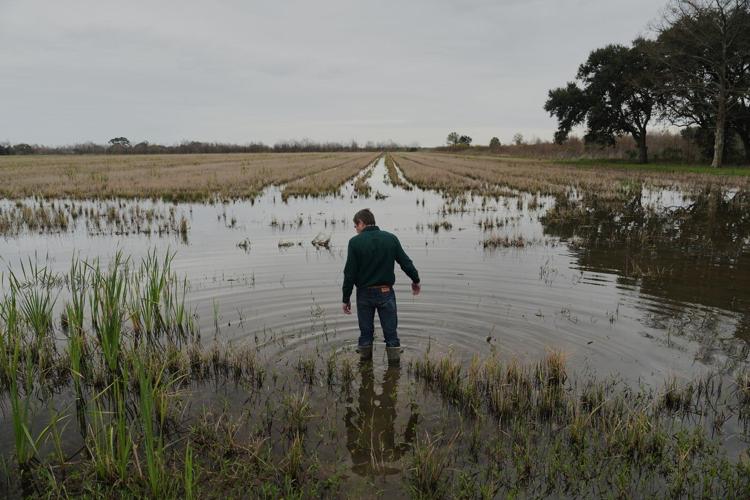 Giant snails and tiny insects threaten the South's rice and crawfish farms