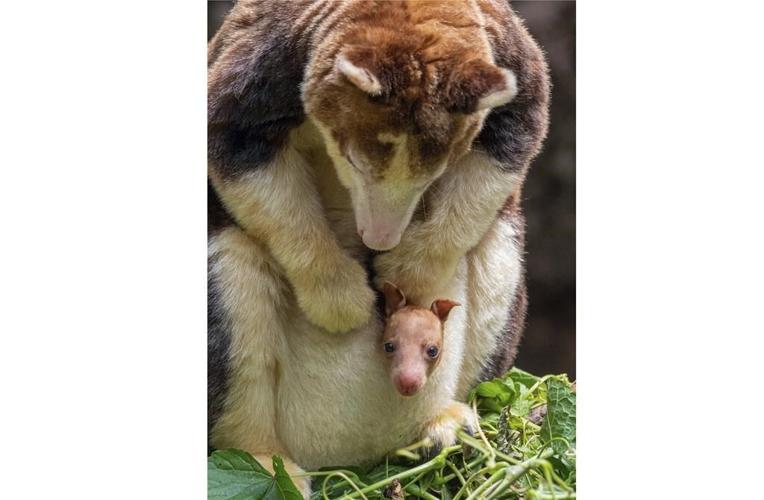 A 7-month-old tree kangaroo peeked out of its mom's pouch at the Bronx Zoo and here are the photos