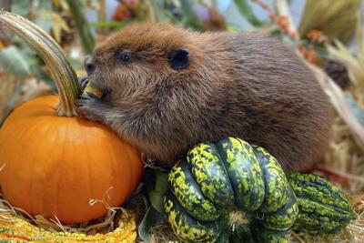 Nibi the 'diva' beaver to stay at rescue center, Massachusetts governor decides
