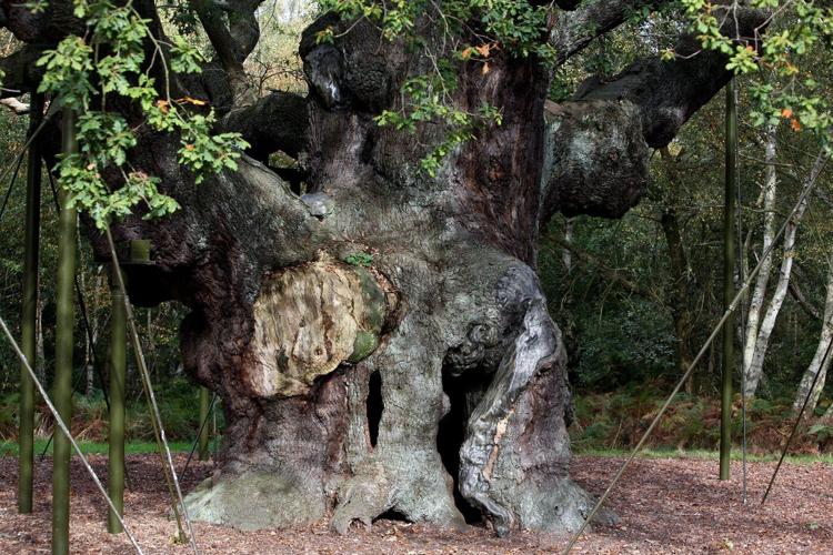 An ancient oak tree said to have sheltered legendary Robin Hood has died