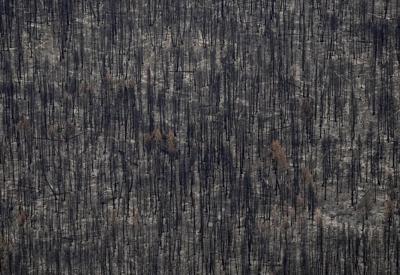 Evacuation orders issued near Peachland, more than 400 wildfires burn across B.C.