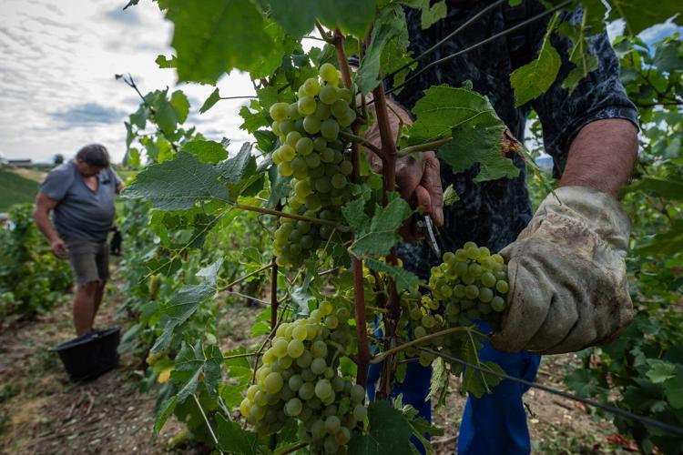 Champagne growers race to preserve quality in record-early harvest