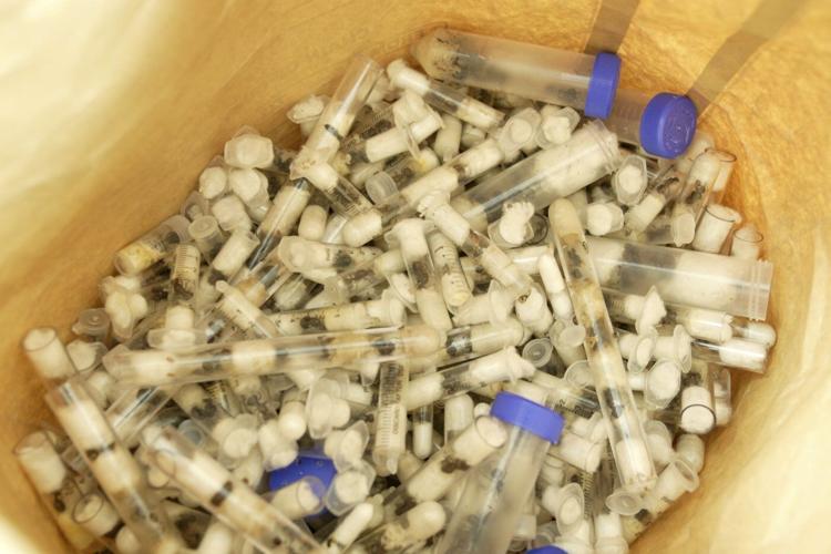 Two Belgian teenagers found with 5,000 ants in Kenya given $7,700 fine or 1-year prison sentence
