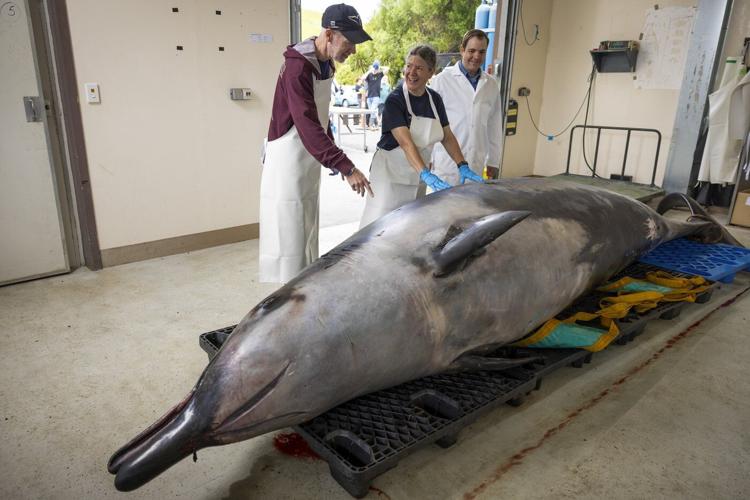 Scientists gather to decode puzzle of the world's rarest whale in 'extraordinary' New Zealand study