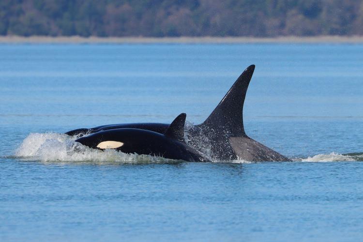 Orcas never seen before in Seattle delight whale watchers with a visit