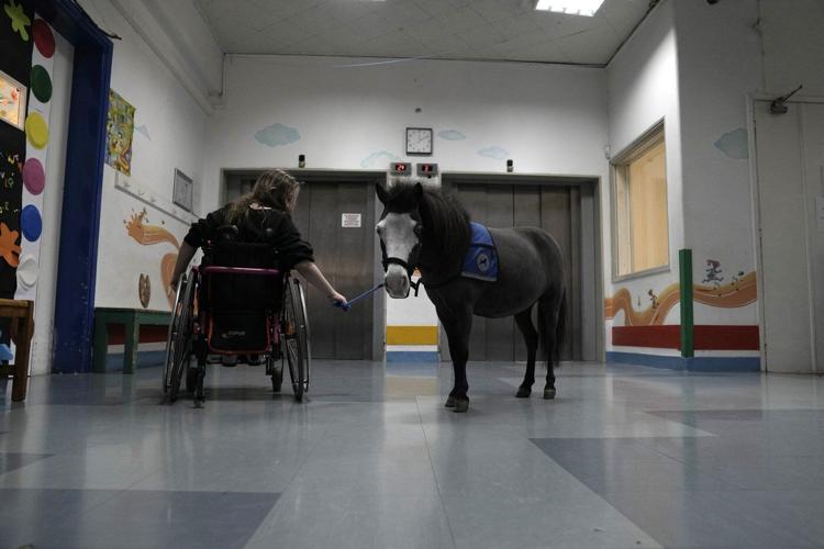 Greece's only miniature therapy horses bring joy to many, but their charity is struggling