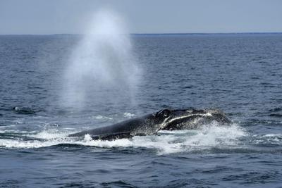 Endangered North Atlantic right whale seen entangled in waters near P.E.I.